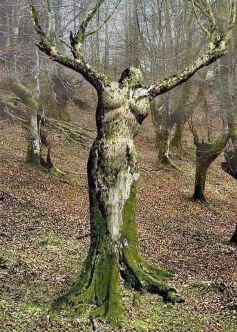 tree that looks like a woman