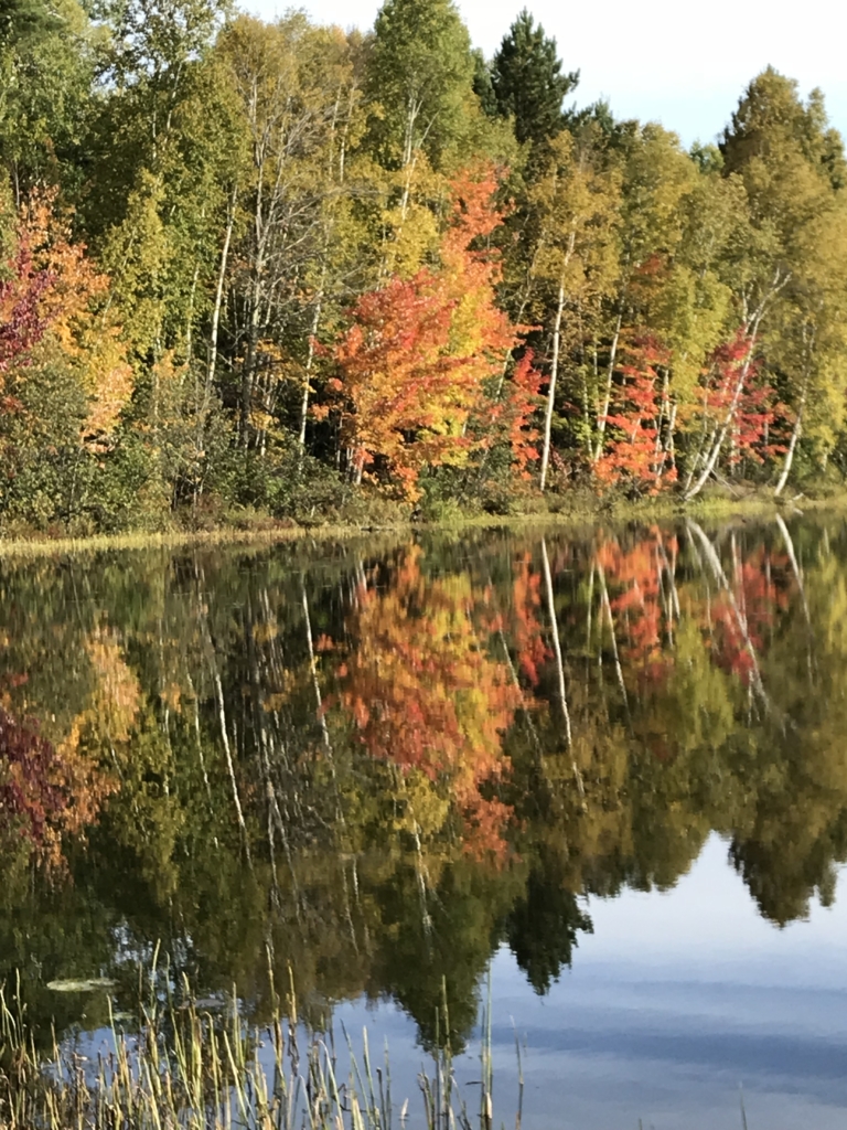 fall trees reflecting in the water
