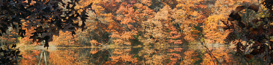 fall trees reflected on water