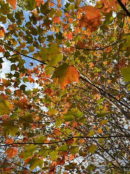 Looking up through the leaves at Workshop