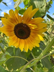 Sunflower at Workshop